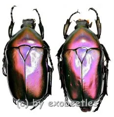 Rhomborrhina mellyi diffusa ( grün / pink ) ( 30 – 39 )