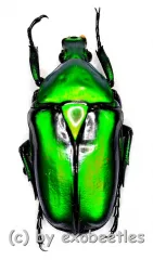 Rhomborrhina resplendens ( 30 – 39 )