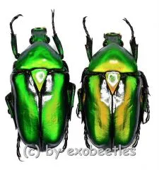 Rhomborrhina resplendens ( M 30 – 39 )