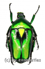 Rhomborrhina resplendens ssp. ( 30 – 39 )