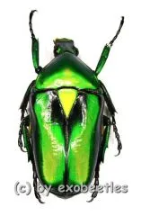 Rhomborrhina resplendens ssp. ( 30 – 39 ) A2