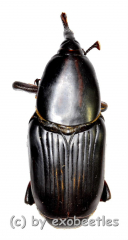 Rhynchophorus spec. #6 ( 40 – 44 )
