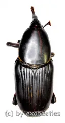 Rhynchophorus spec. #6 ( 40 – 44 )
