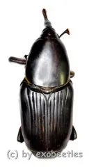 Rhynchophorus spec. #6 ( 30 – 39 ) A2