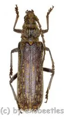 Rhytidodera bowringii ( 40 - 44 )