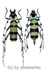 Rosalia lameerei ( M 25 – 29 )