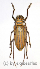 Rosenbergia weiskei ( 45 – 49 )