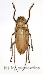 Rosenbergia weiskei ( 45 – 49 )