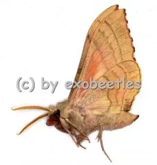 Rufoclanis togolensis A1/A-