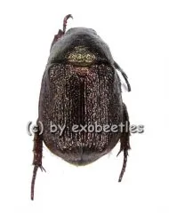 Rutelidae spec. #15 ( selten )