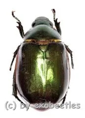 Rutelidae spec. #27 ( 20 – 24 )