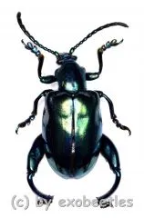 Sagra femoralis ( 15 - 24 )