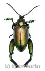 10 x Sagra femoralis