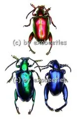 15 x Sagra longicollis blau / grün / gelb / rot