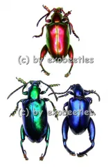 Sagra longicollis blau / grün / gelb / rot