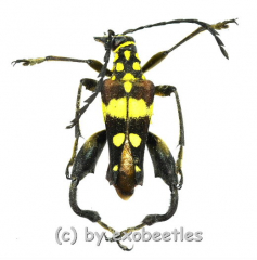 Sagridola maculosa ( 20 – 24 ) A2