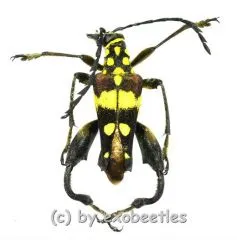 Sagridola maculosa ( 20 – 24 ) A2