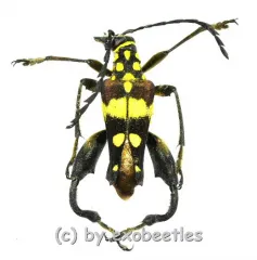 Sagridola maculosa ( 20 – 24 ) A2