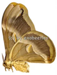 Samia insularis