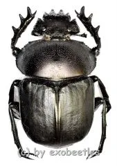 Scarabaeus ( Kheper ) subaeneus