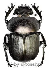 Scarabaeus ( Kheper ) subaeneus