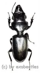 Scaritinae spec. #4 ( 20 – 24 )