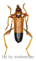 Schmidtiana apicalis ( 35 - 39 )