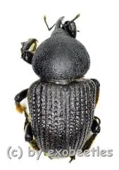 Sclerocardius africanus ( 20 – 29 )