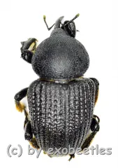 Sclerocardius africanus ( 20 – 29 )
