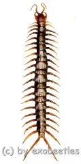 Scolopendra subspinipes ( 85 – 89 )