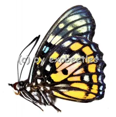 Sephisa chandra chandra