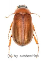 Serica brunna ( 10 – 14 )