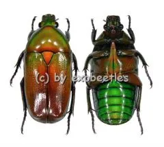 Smaragdesthes africana africana ( Zucht ) Farbanomalie ( 19 )