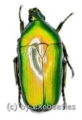 Smaragdesthes ( Chlorocala ) africana africana