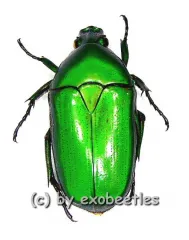 Smaragdesthes ( Chlorocala ) conjux bousqueti ( 20 – 24 )