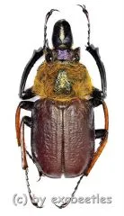 Sphaenognathus xerophilus ( 25 – 29 )