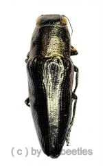 Sphenoptera spec. ( 10 – 14 )