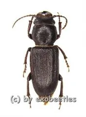 Spondylis buprestoides ( 15 - 19 )