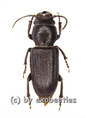 Spondylis buprestoides ( 15 - 19 )