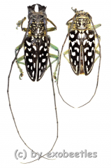 Stellognatha maculata ( M 30 – 34 )