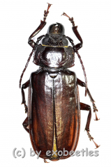 Stenodontes ( Mallodon ) downesi ( 40 – 44 )