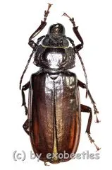 Stenodontes ( Mallodon ) downesi ( 40 – 44 )
