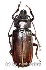 Stenodontes ( Mallodon ) downesi ( 40 – 44 )