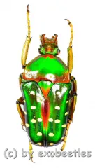 Stephanorrhina guttata ashantica