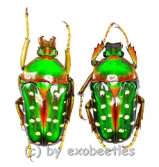 Stephanorrhina guttata ashantica