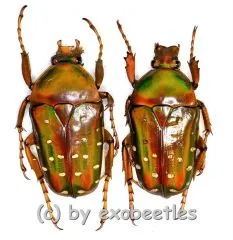 6 x Stephanorrhina guttata ssp. A2