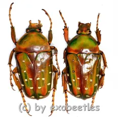Stephanorrhina guttata ssp.