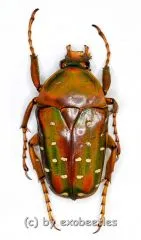 10 x Stephanorrhina guttata ssp.