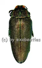 Steraspis laeviventris ( grüne var. ) ( 30 - 39 ) A2