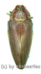 Steraspis laeviventris ( rötliche var. ) ( 30 - 34 )